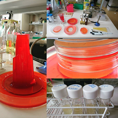 agar art in progress