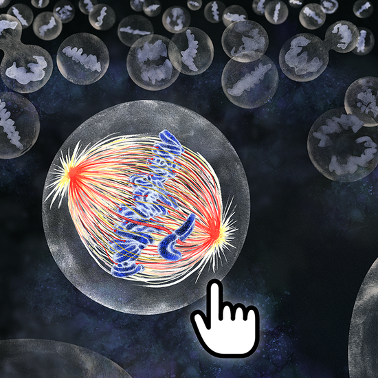 Mitosis CLEM_web