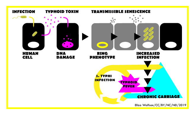 Toxin chronic carriage_web